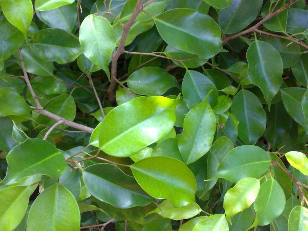 Ficus Foliole