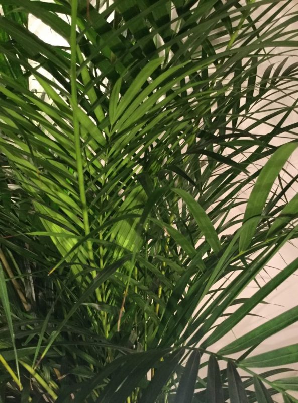 Пальма Chrysalidocarpus Areca