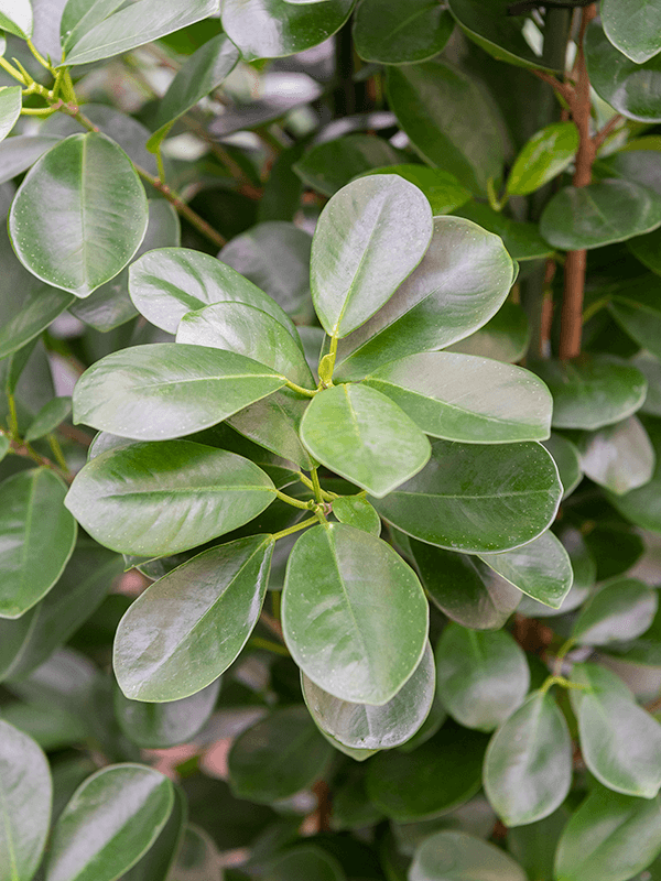 Ficus microcarpa 'Moclame'