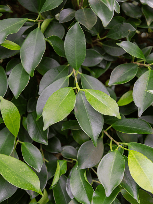 Ficus Microcarpa Nitida
